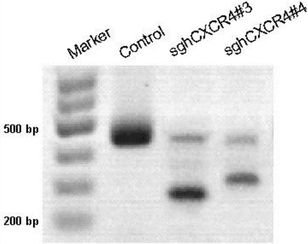 CRISPR/SaCas9 based specific human CXCR4 gene knockout method