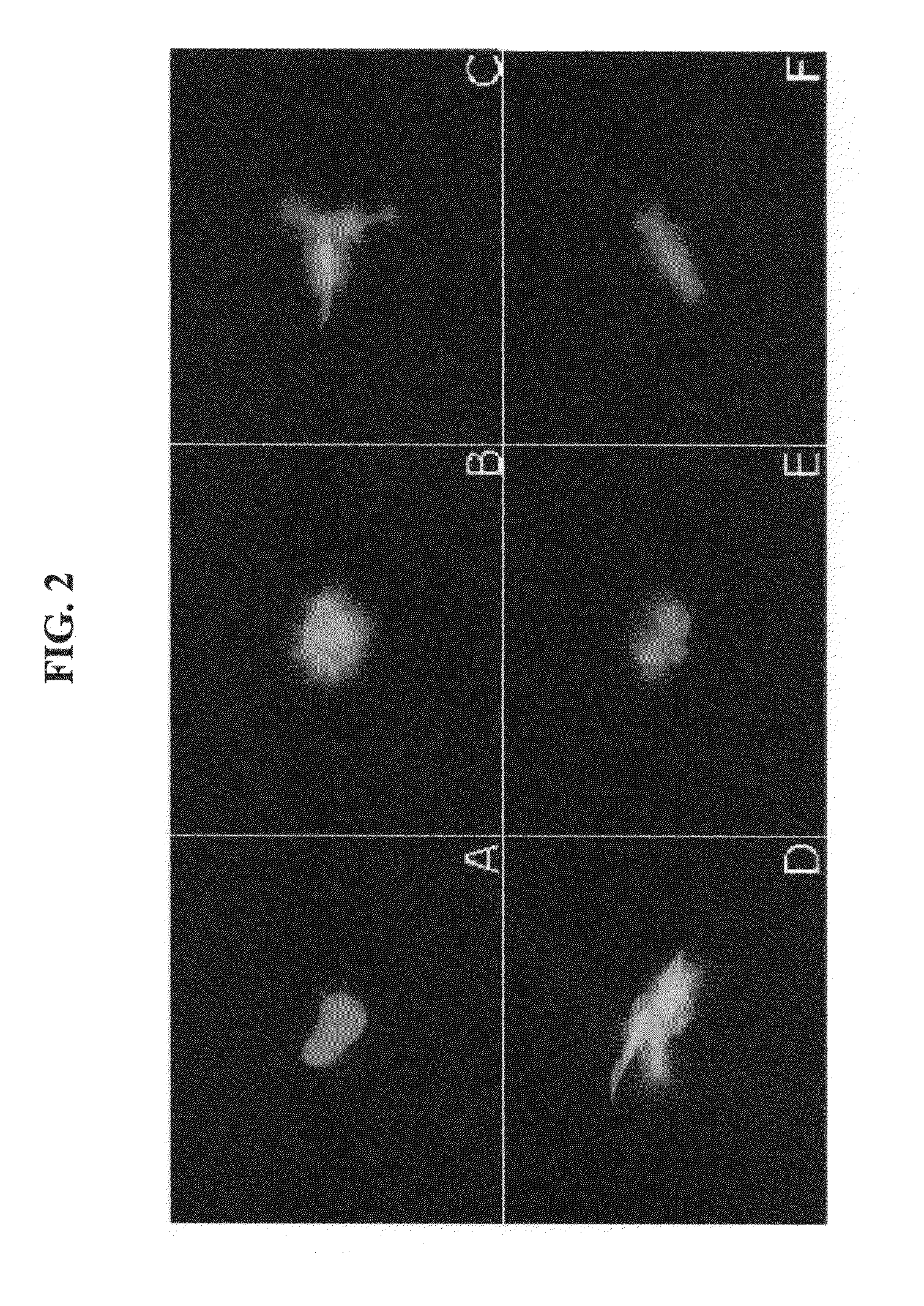 Plant stem cell line derived from quiescent center and method for isolating the same
