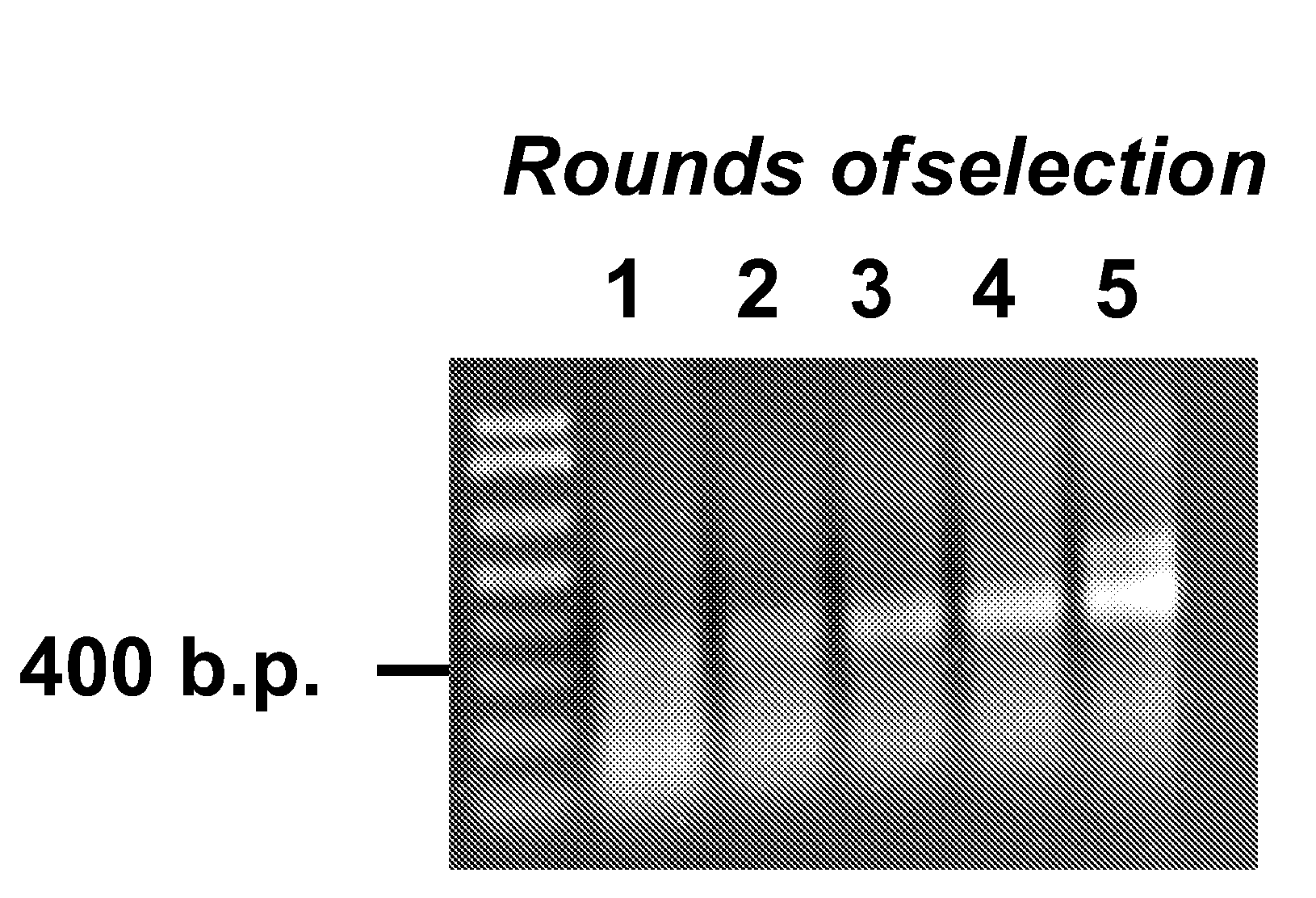 Compositions and methods relating to novel compounds and targets thereof
