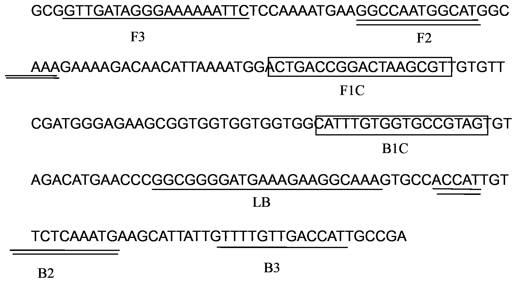 Rapid detection method of heterodera avenae wollenweber LAMP and application of detection method