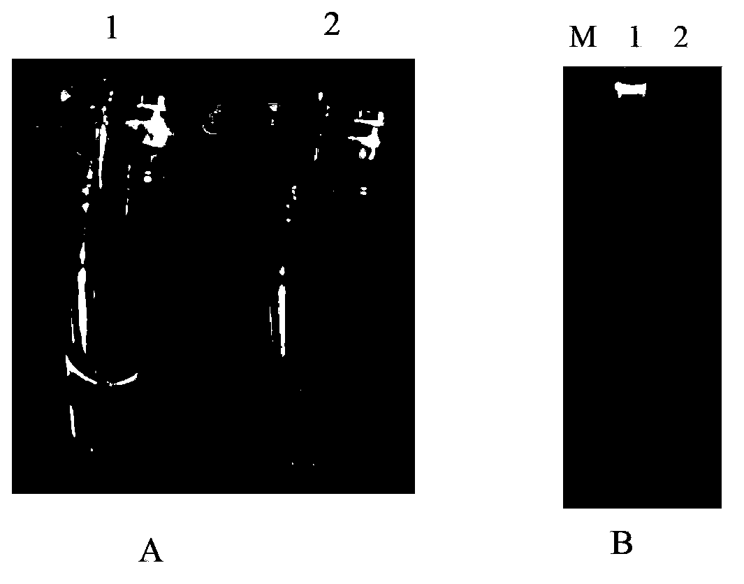 Rapid detection method of heterodera avenae wollenweber LAMP and application of detection method