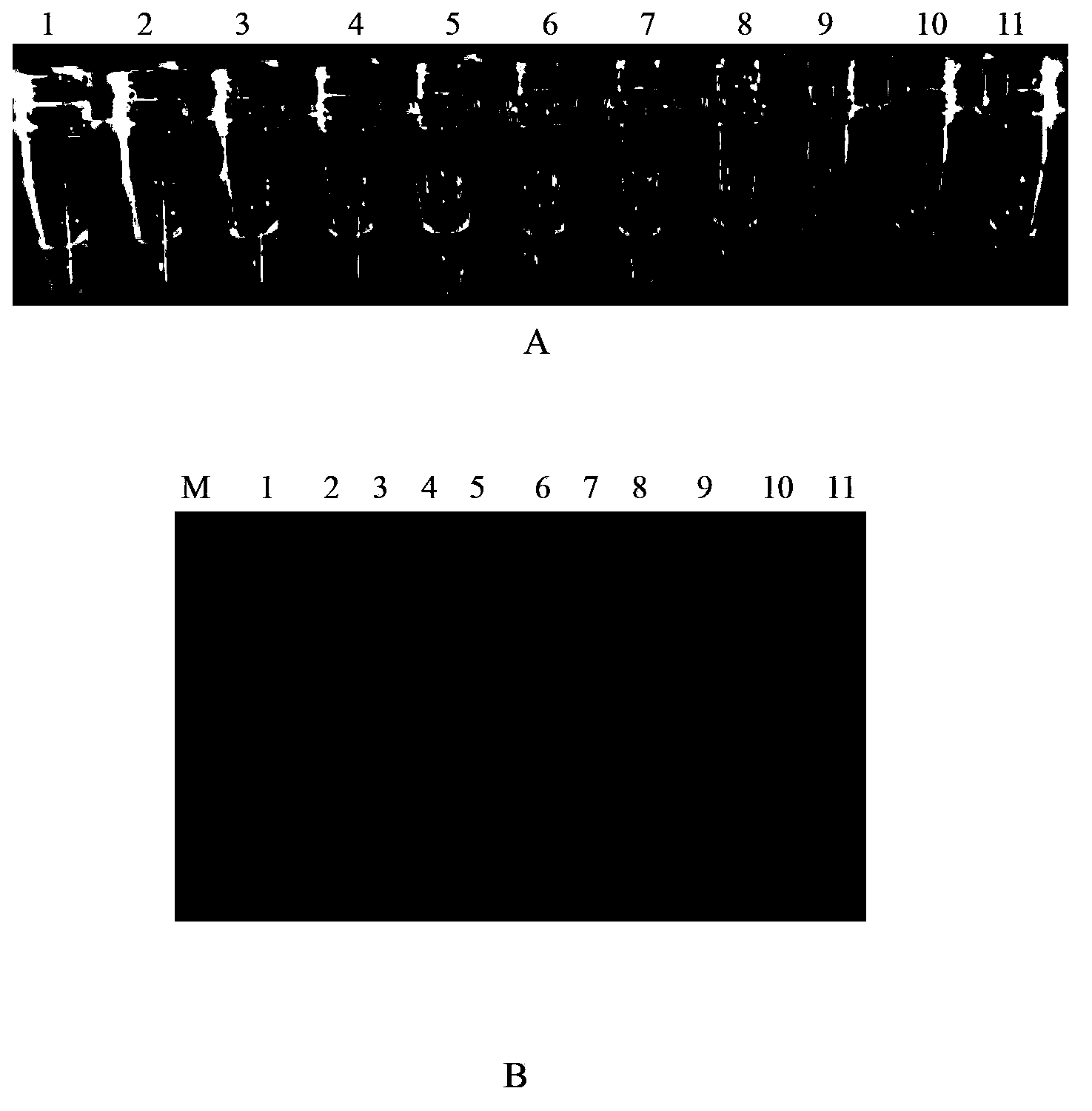 Rapid detection method of heterodera avenae wollenweber LAMP and application of detection method