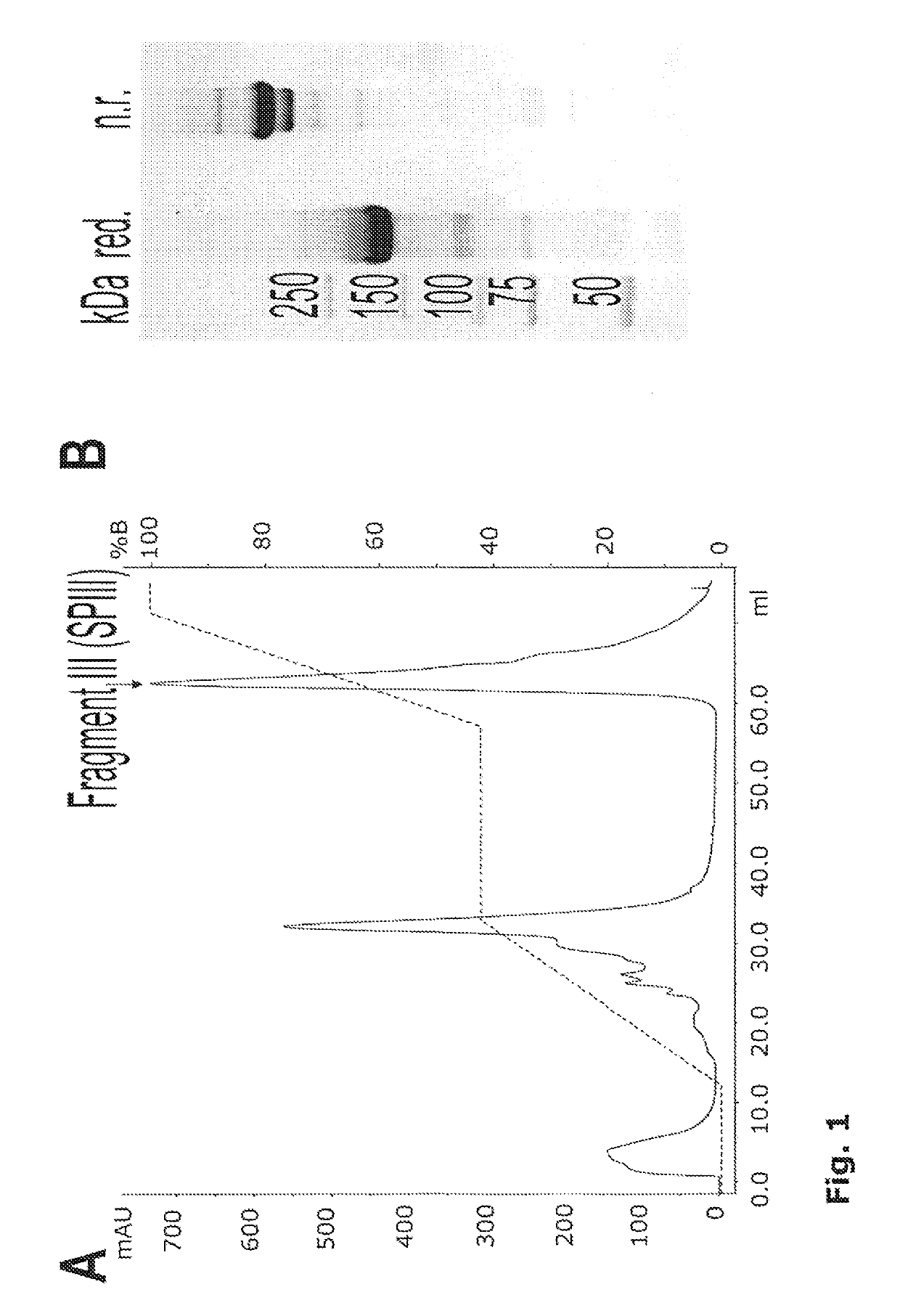 Preparation comprising factor VIII and Von Willebrand factor peptides