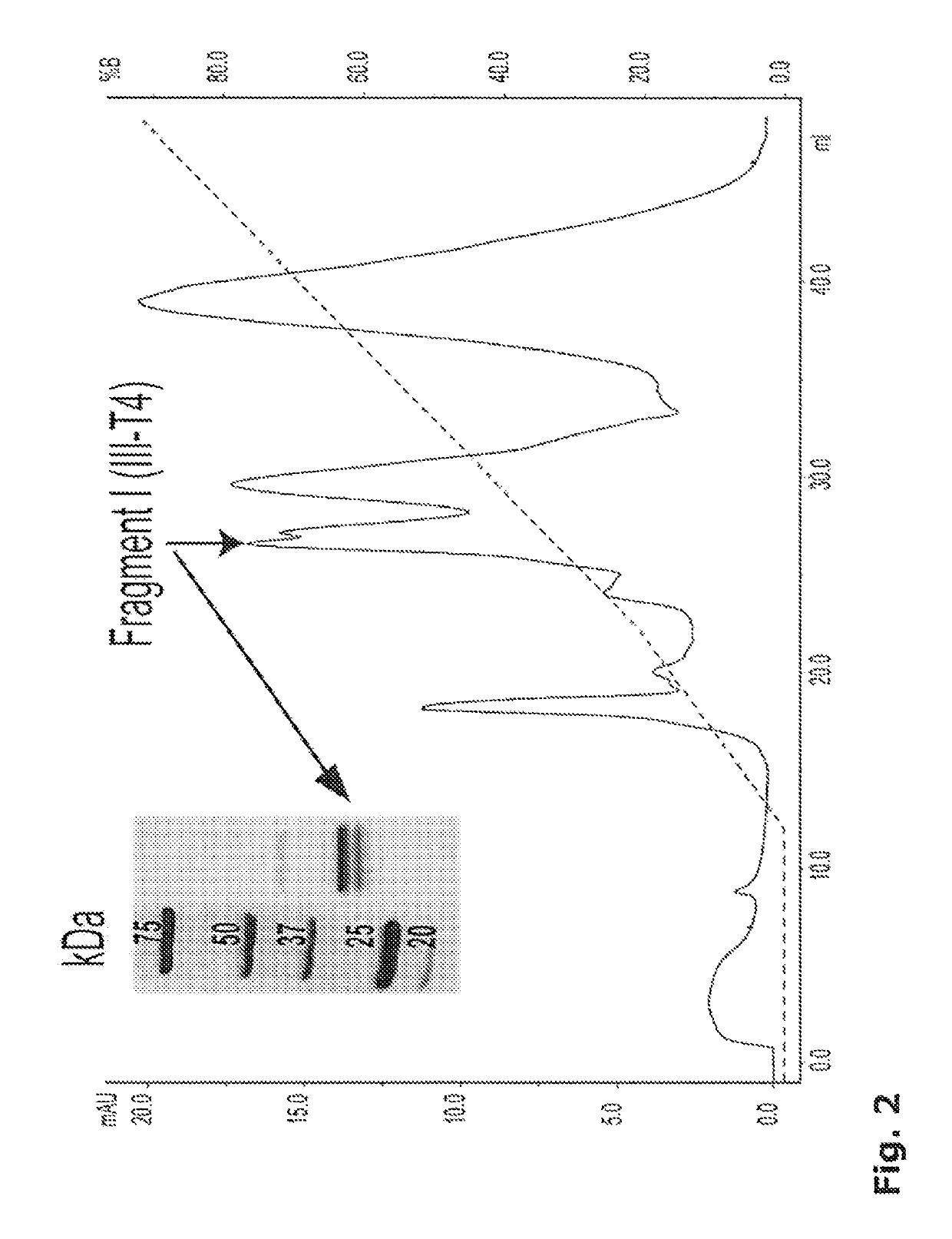 Preparation comprising factor VIII and Von Willebrand factor peptides