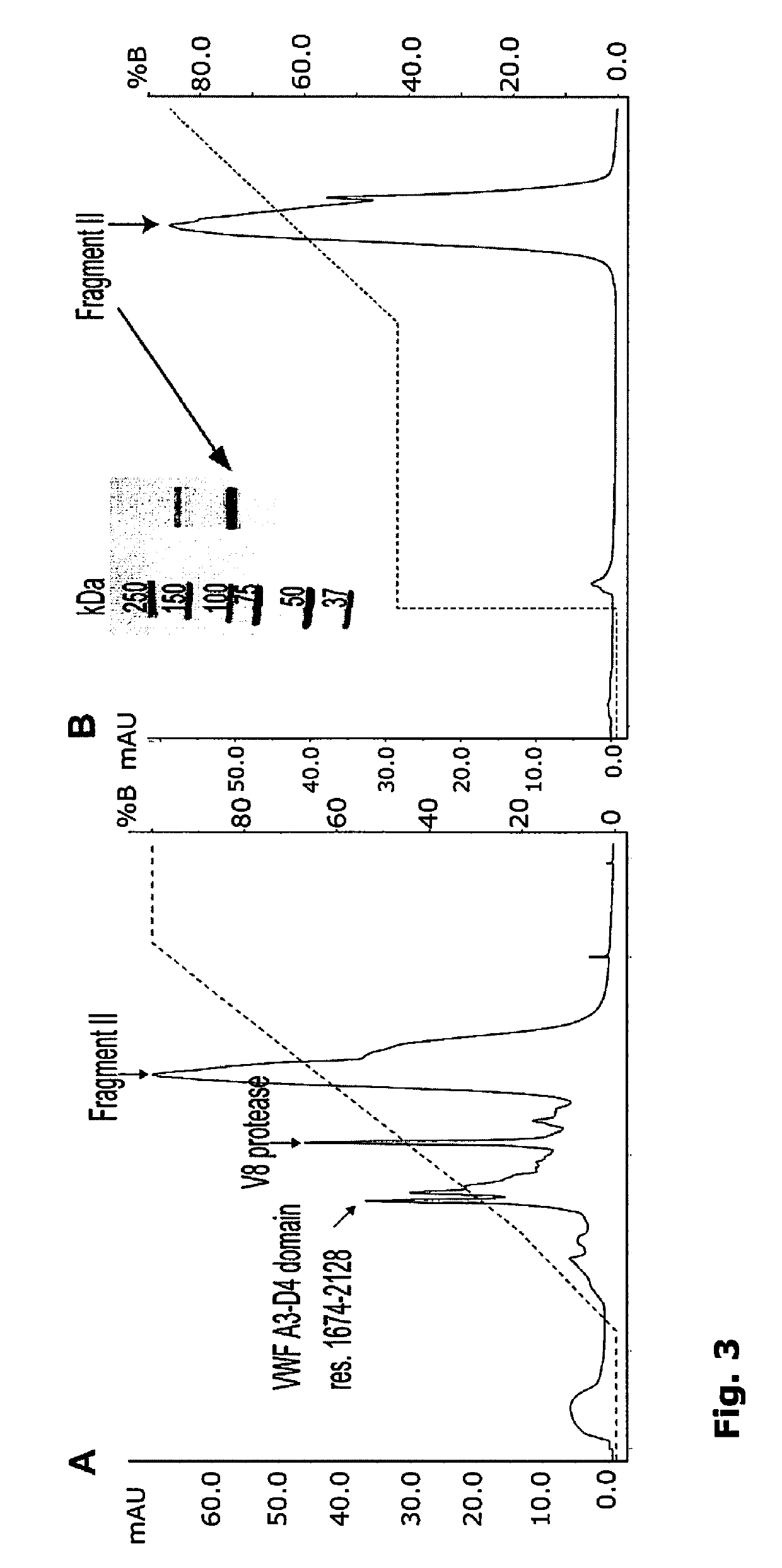 Preparation comprising factor VIII and Von Willebrand factor peptides