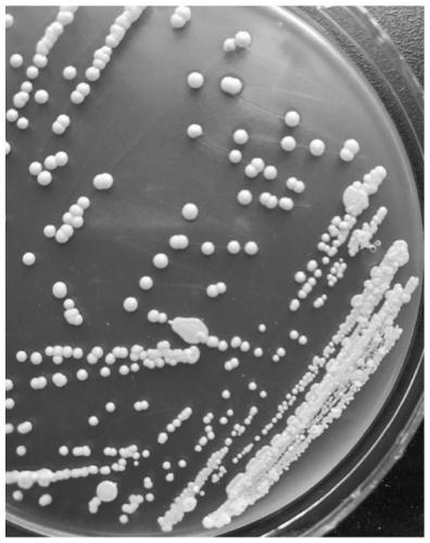 Preparation method and application of a strain of Microbacterium paraoxidans and its broad-spectrum polychlorinated diphenylase preparation