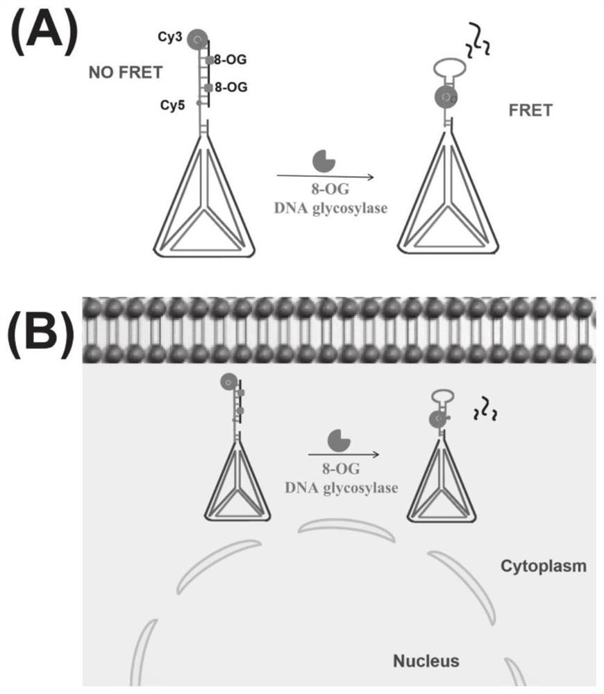 DTNS-mediated method for detecting activity of 8-OG DNA glycosylase