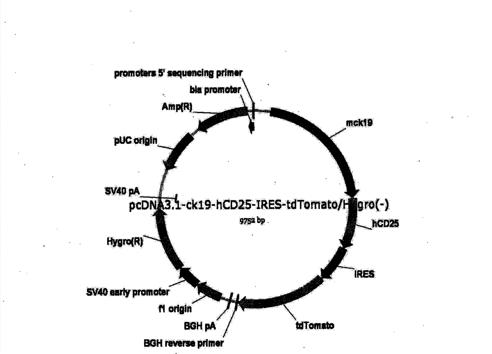 Albumin/keratin double expression mice embryonic stem cell system and establishing method thereof