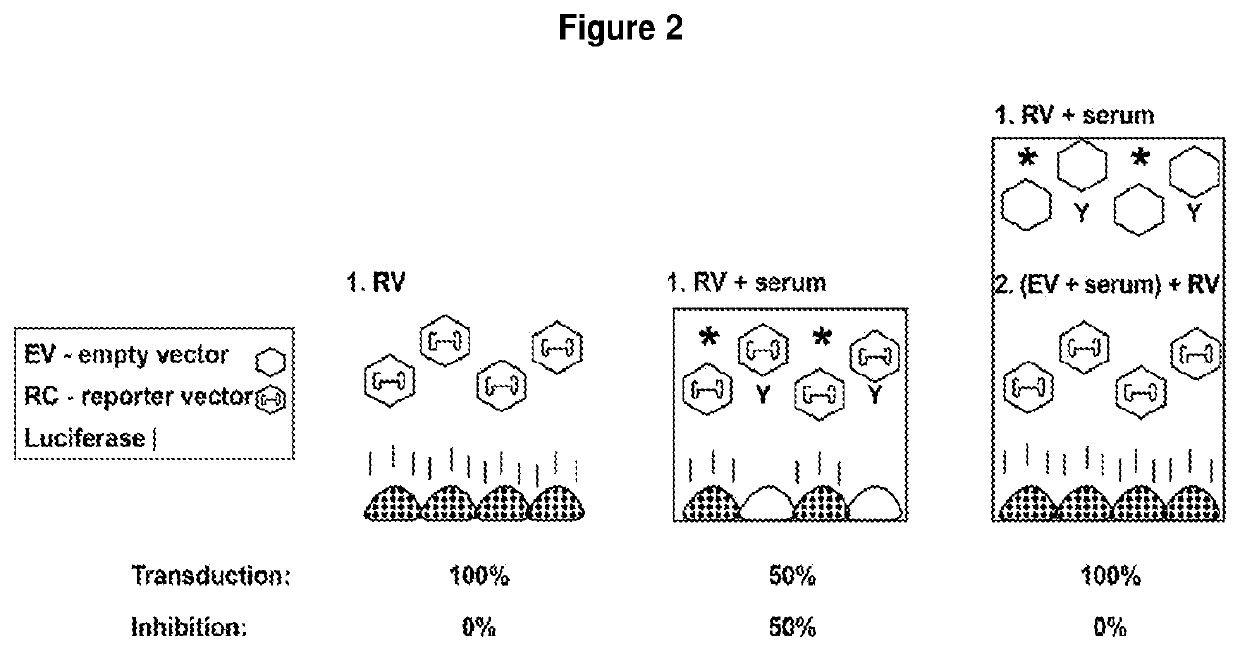 In vitro assay for detecting enhancers and inhibitors of adeno associated virus (AAV) vector transduction and/or detecting or quantitating Anti-aav binding antibodies