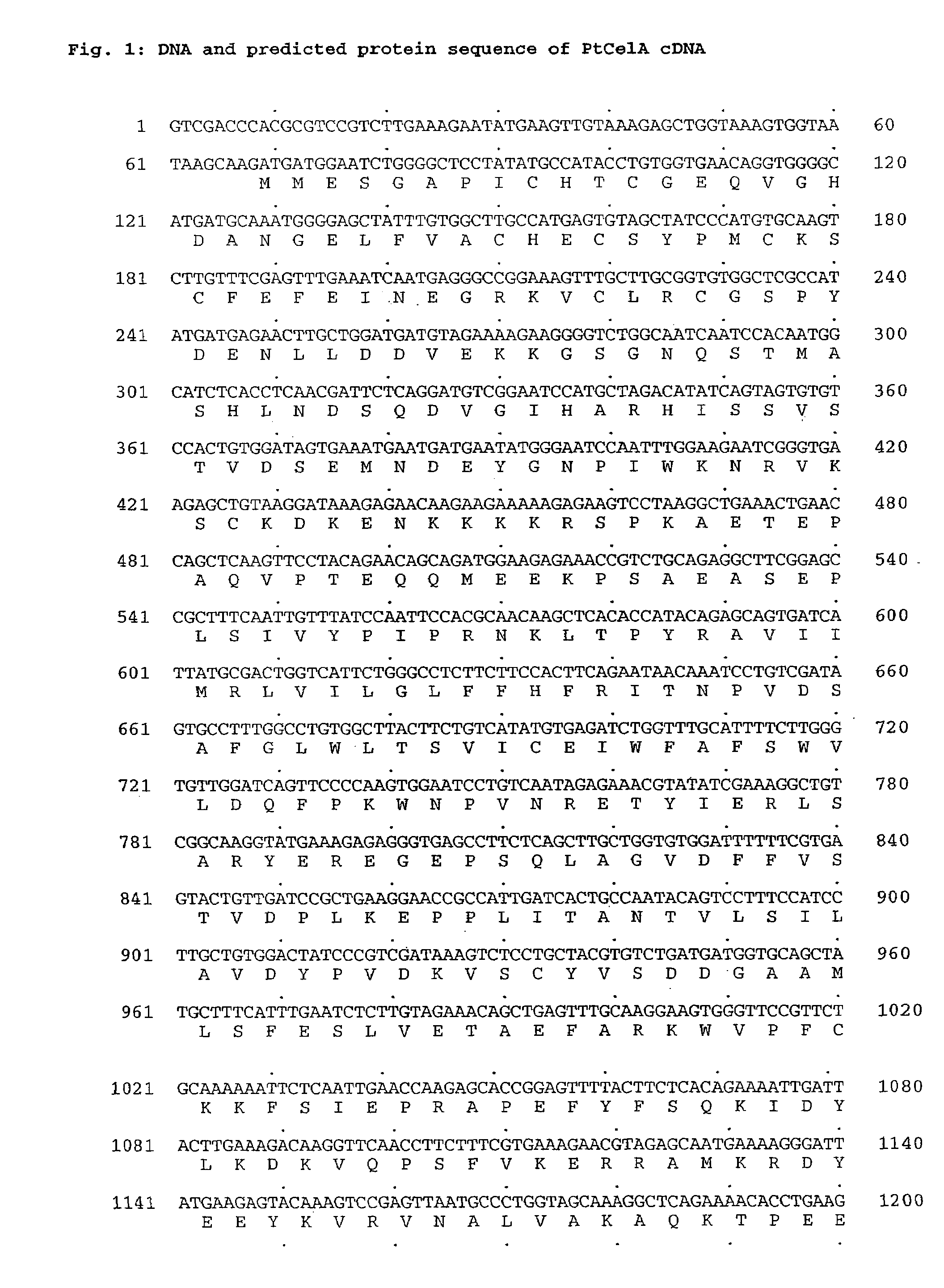 Isolated cellulose synthase promoter regions