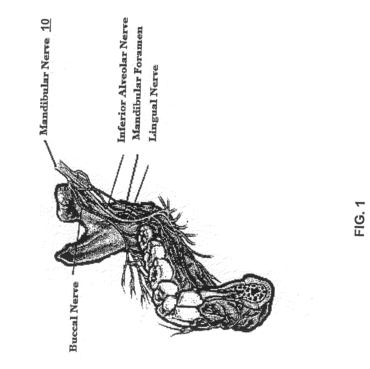 System and method for dental education simulation