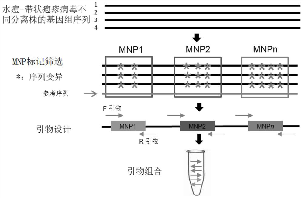MNP marker site of varicella-zoster virus, primer composition, kit and application of MNP marker site