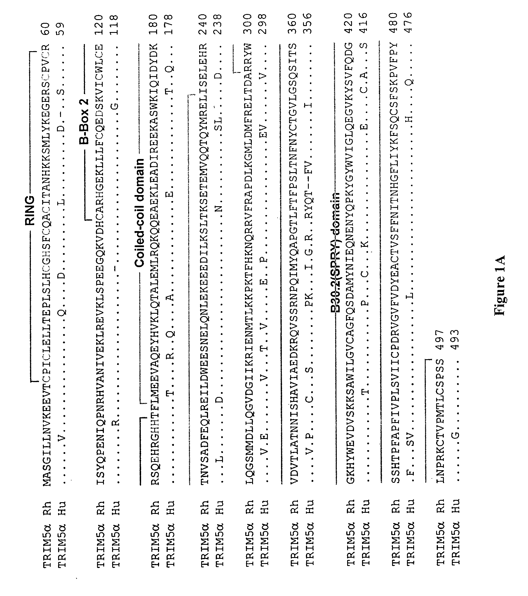 Methods and compositions for the treatment and prevention of HIV infection using TRIM5alpha