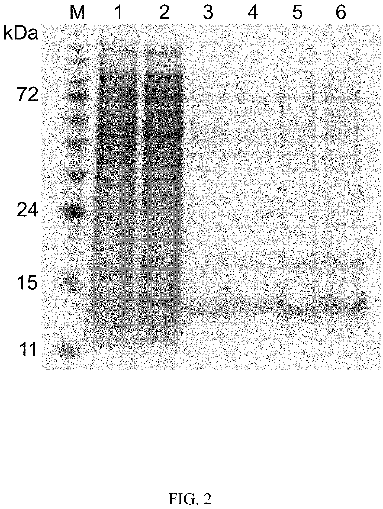 C-peptides and proinsulin polypeptides comprising the same