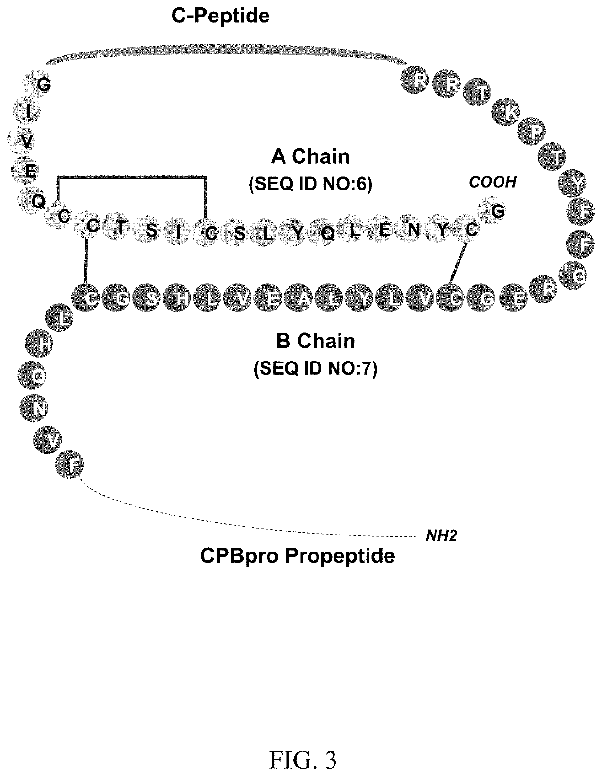 C-peptides and proinsulin polypeptides comprising the same