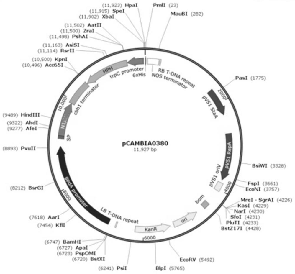 Aspergillus niger Rha-N1 and application thereof