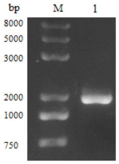 Aspergillus niger Rha-N1 and application thereof