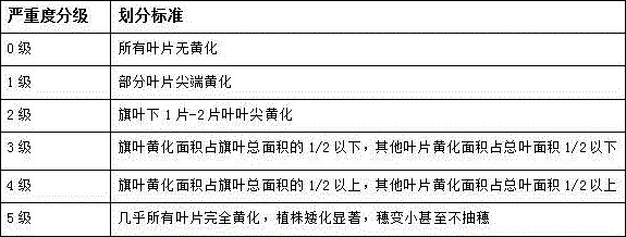 Method for identifying yellow dwarf resistance of triticale