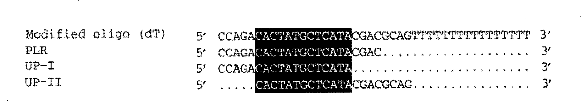 Clone method of SGAE label 3' end cDNA segment