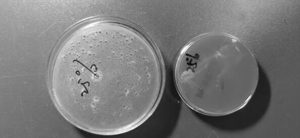 Application of cinnamon essential oil in preparation of bacteriostatic drugs