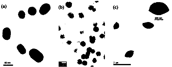 Camptothecin-avermectin silica nanoparticle, and preparation method and application thereof