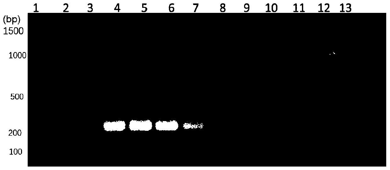 Method for detecting escherichia coli pathogenic bacteria from clinical blood