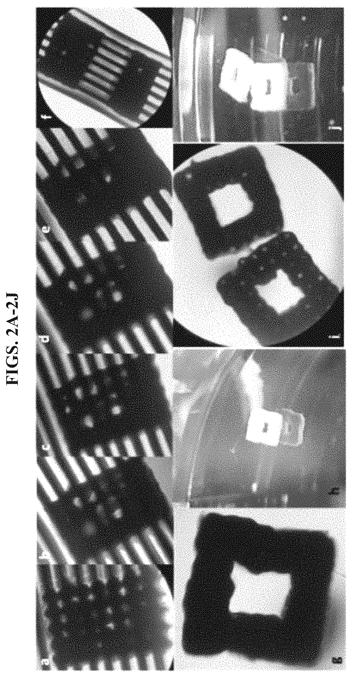 Scaffold-free 3D bioprinting of porcine cells