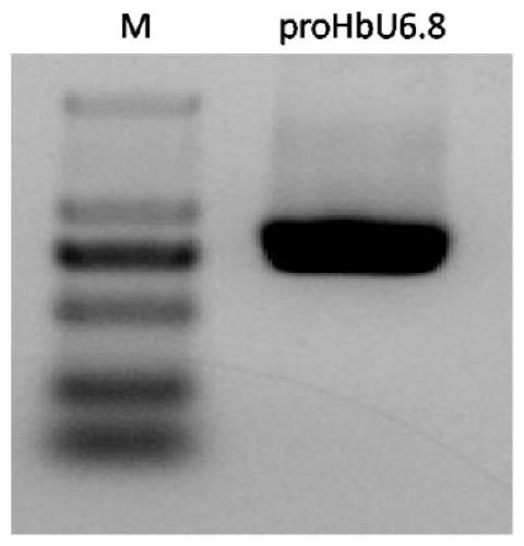 Rubber tree U6 gene promoter proHbU6.8 and cloning and application thereof