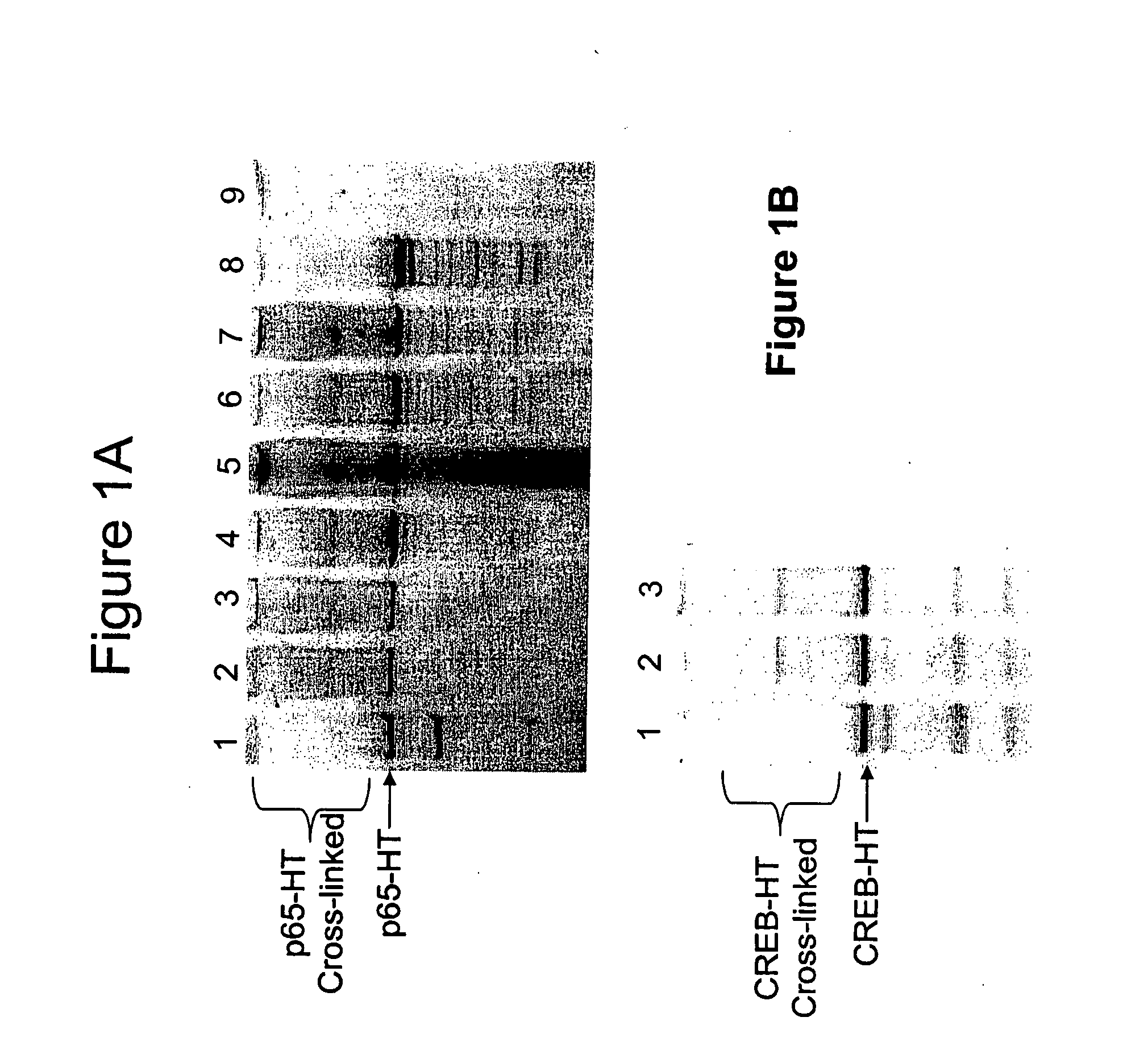Compositions and methods for capturing and analyzing cross-linked biomolecules