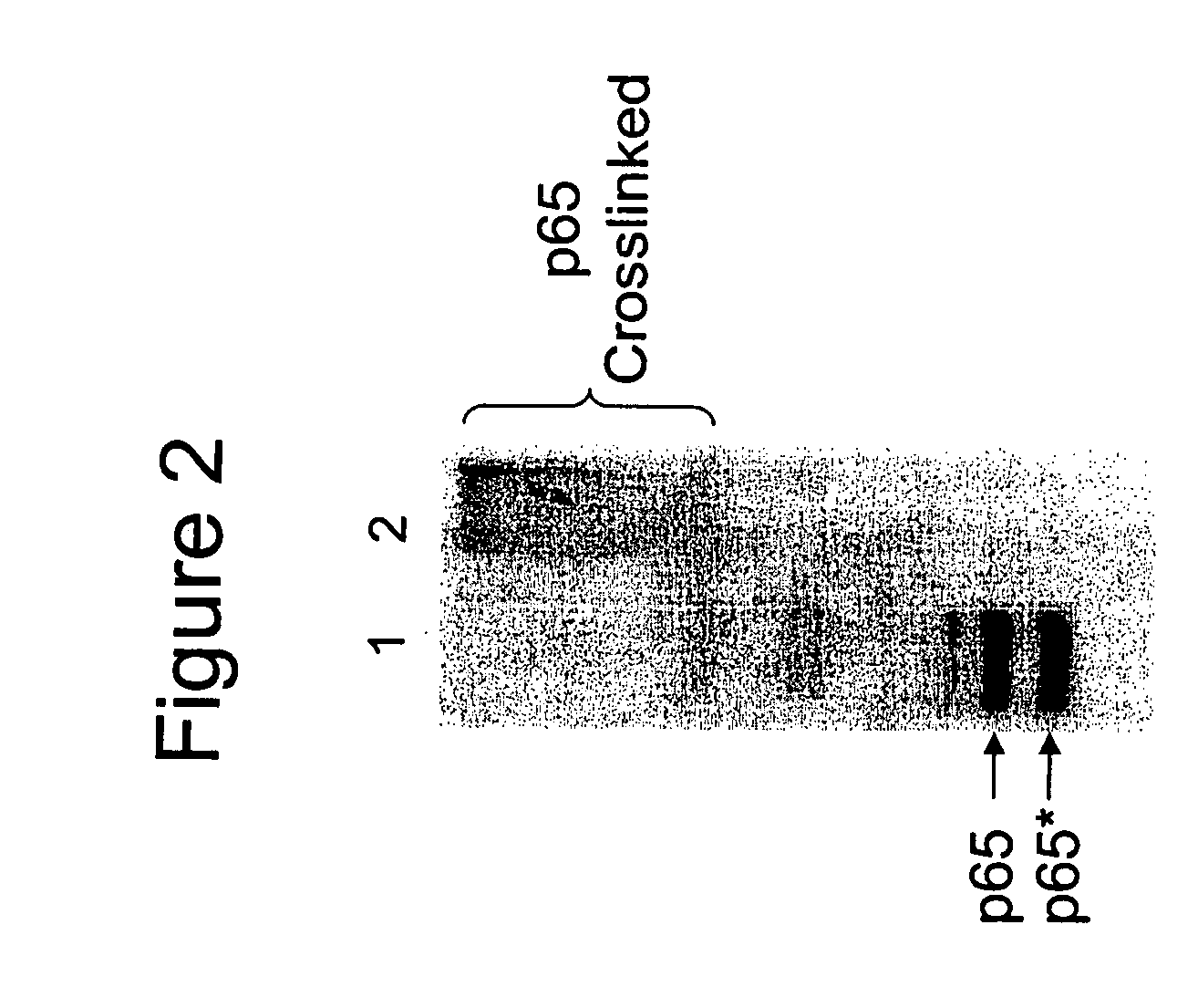 Compositions and methods for capturing and analyzing cross-linked biomolecules