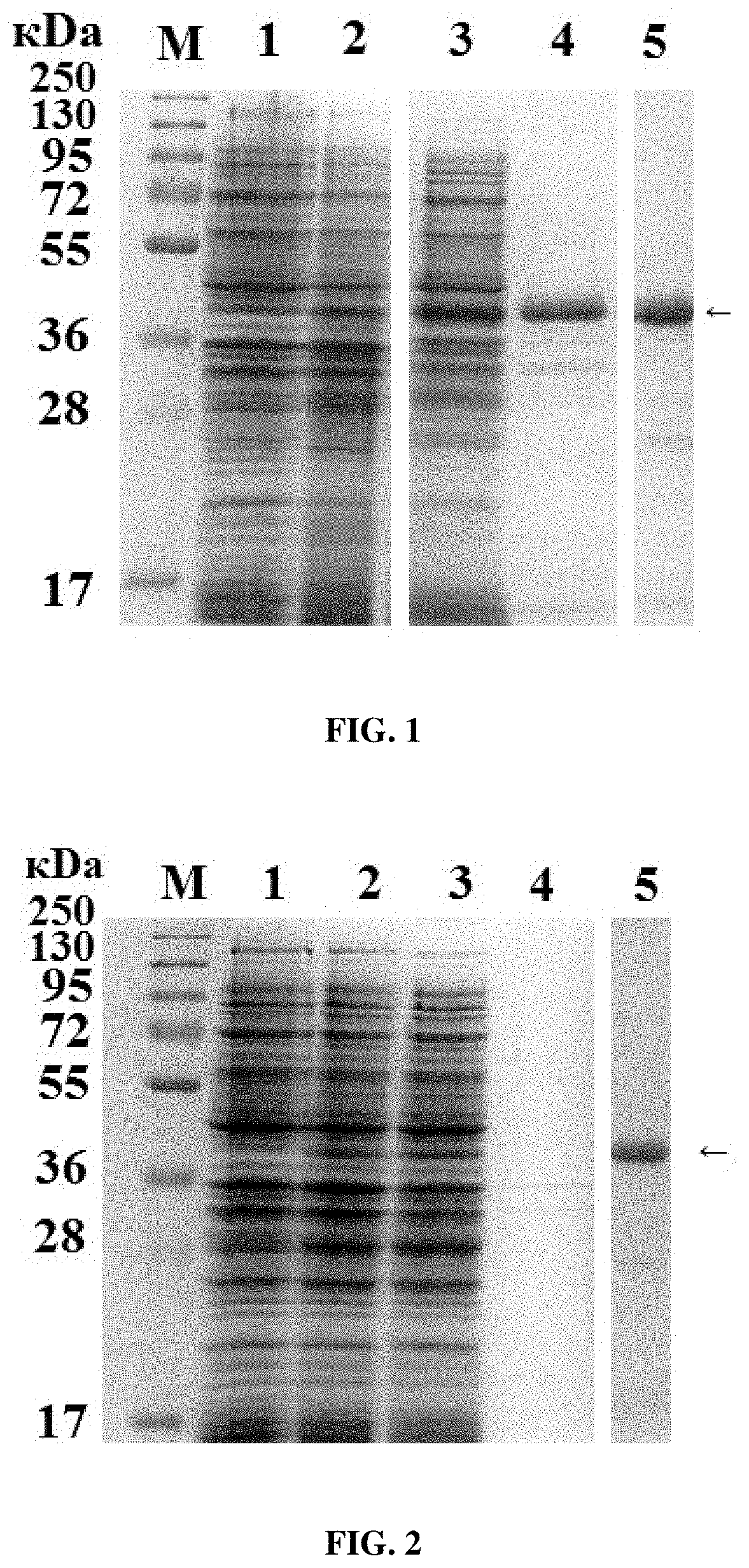 Preparation of wheat cysteine protease triticain-alpha produced in soluble form and method of producing same