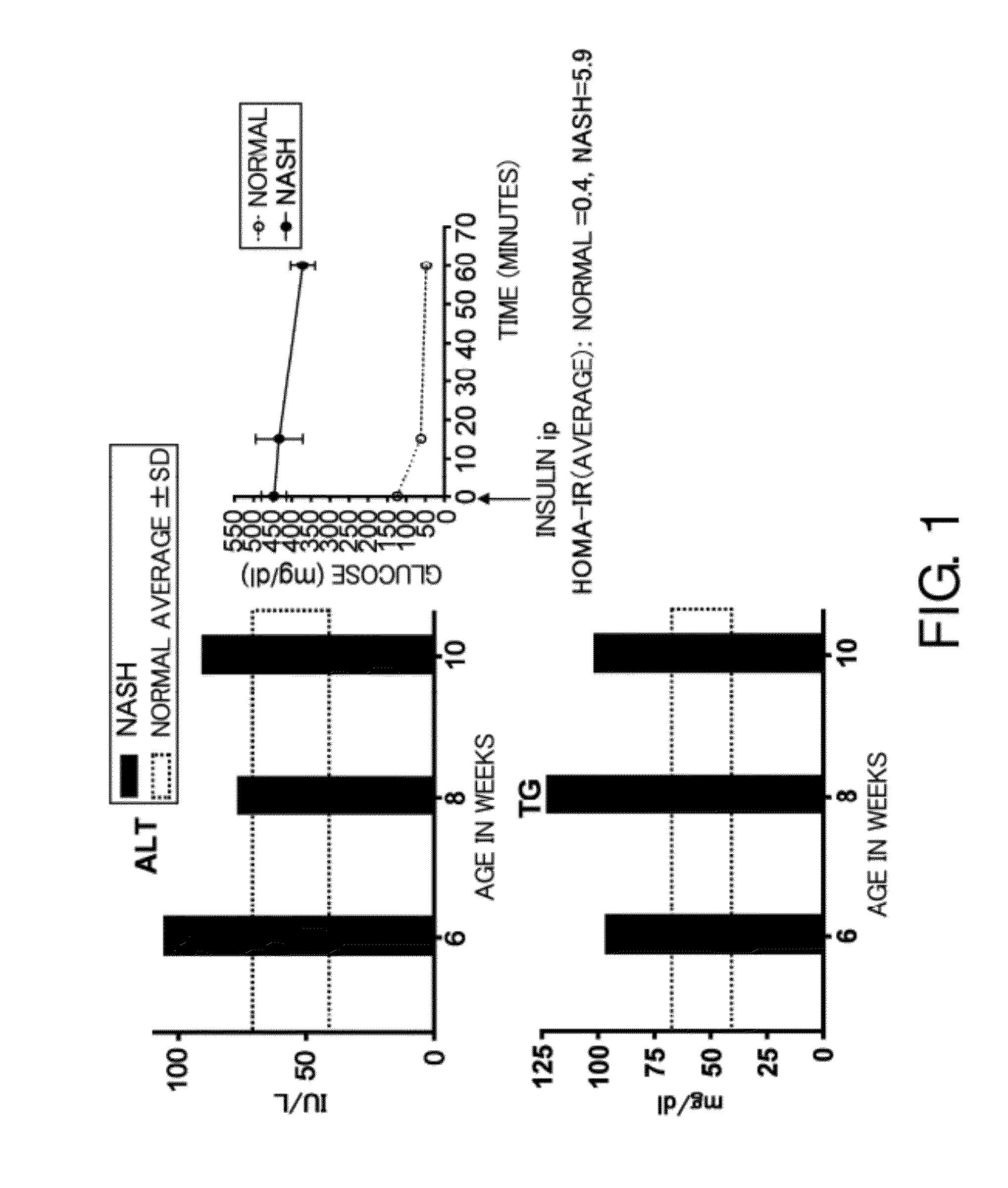 Steatohepatitis-liver cancer model animal