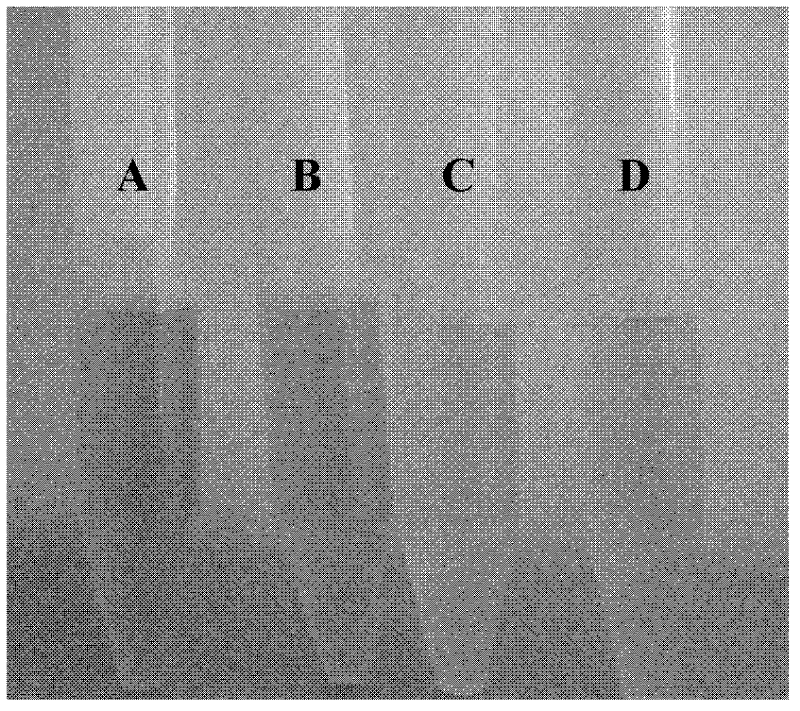 Pseudoalteromonas sp.B3 and application thereof to biological oxidation of L-amino acid