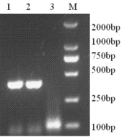 Porcine reproductive and respiratory syndrome virus antibody competitive AlphaLISA detection kit and detection method thereof