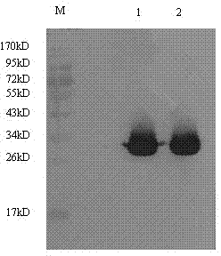 Porcine reproductive and respiratory syndrome virus antibody competitive AlphaLISA detection kit and detection method thereof