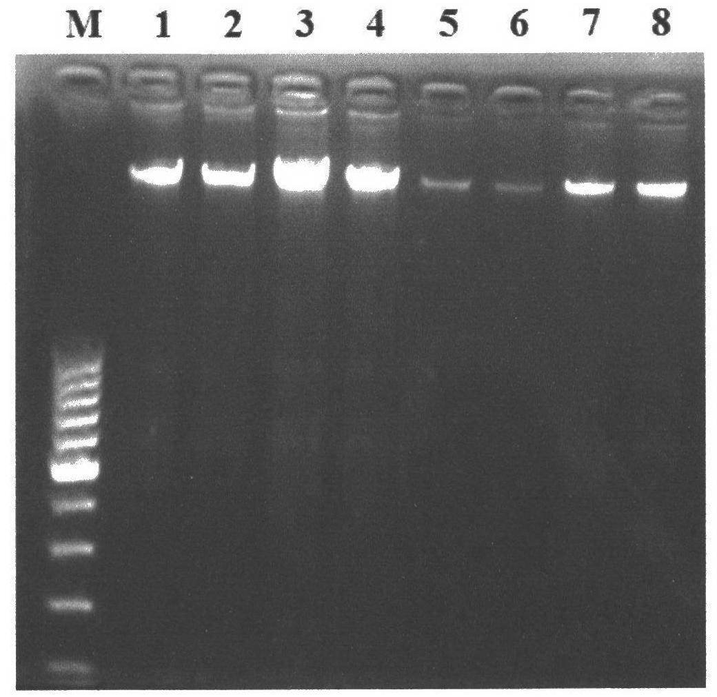 Kit for extracting genome DNA (Deoxyribose Nucleic Acid) from plant leaves based on paramagnetic particle method and extracting method thereof