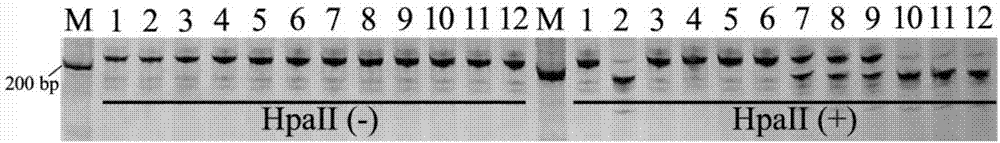 Molecular marker and method for rapid breeding of high quality erect panicle rice variety