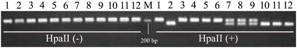 Molecular marker and method for rapid breeding of high quality erect panicle rice variety