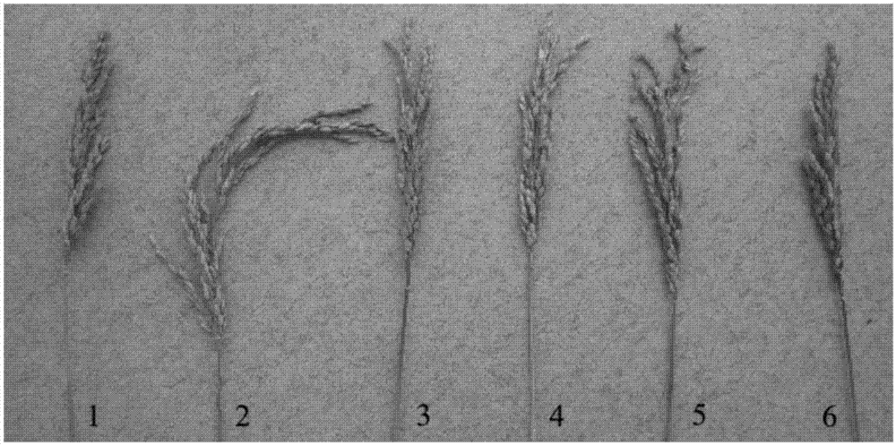 Molecular marker and method for rapid breeding of high quality erect panicle rice variety