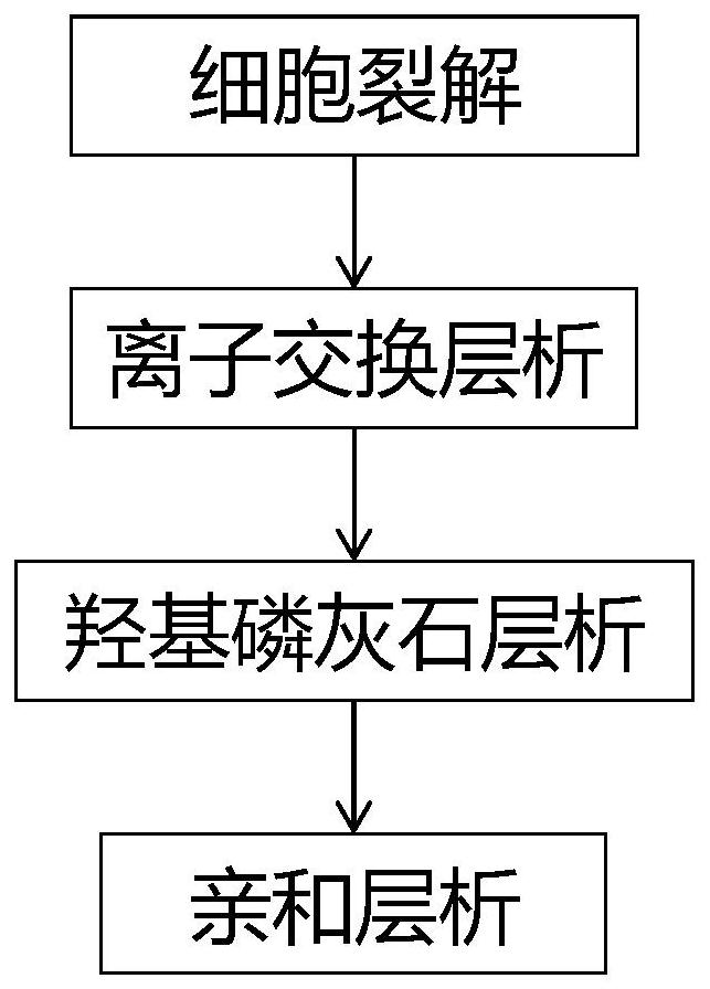 Purification method and application of recombinant Sendai virus-like particles