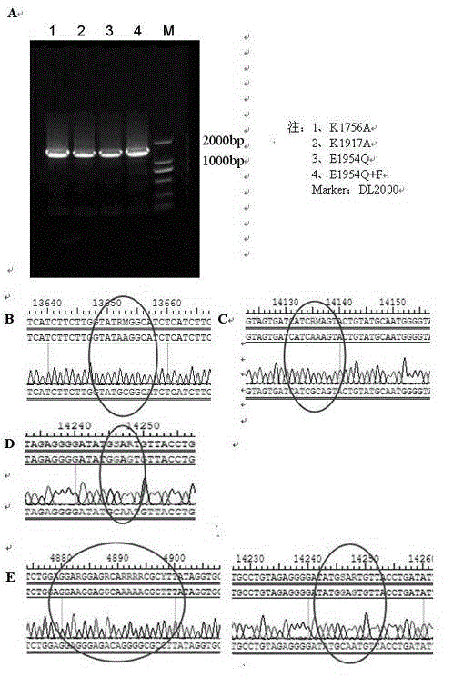 Attenuated vaccine strain of VII type new castle disease virus with mutated L gene and preparation method thereof