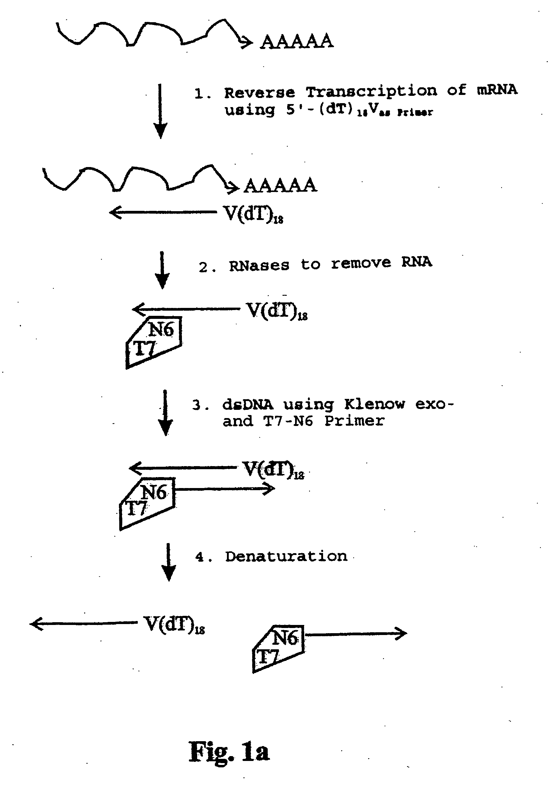 Reproduction of ribonucleic acids
