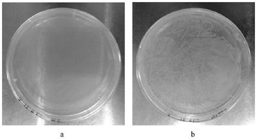 Composite carrier, preparation method and application for preparing immobilized protein, polypeptide or oligopeptide