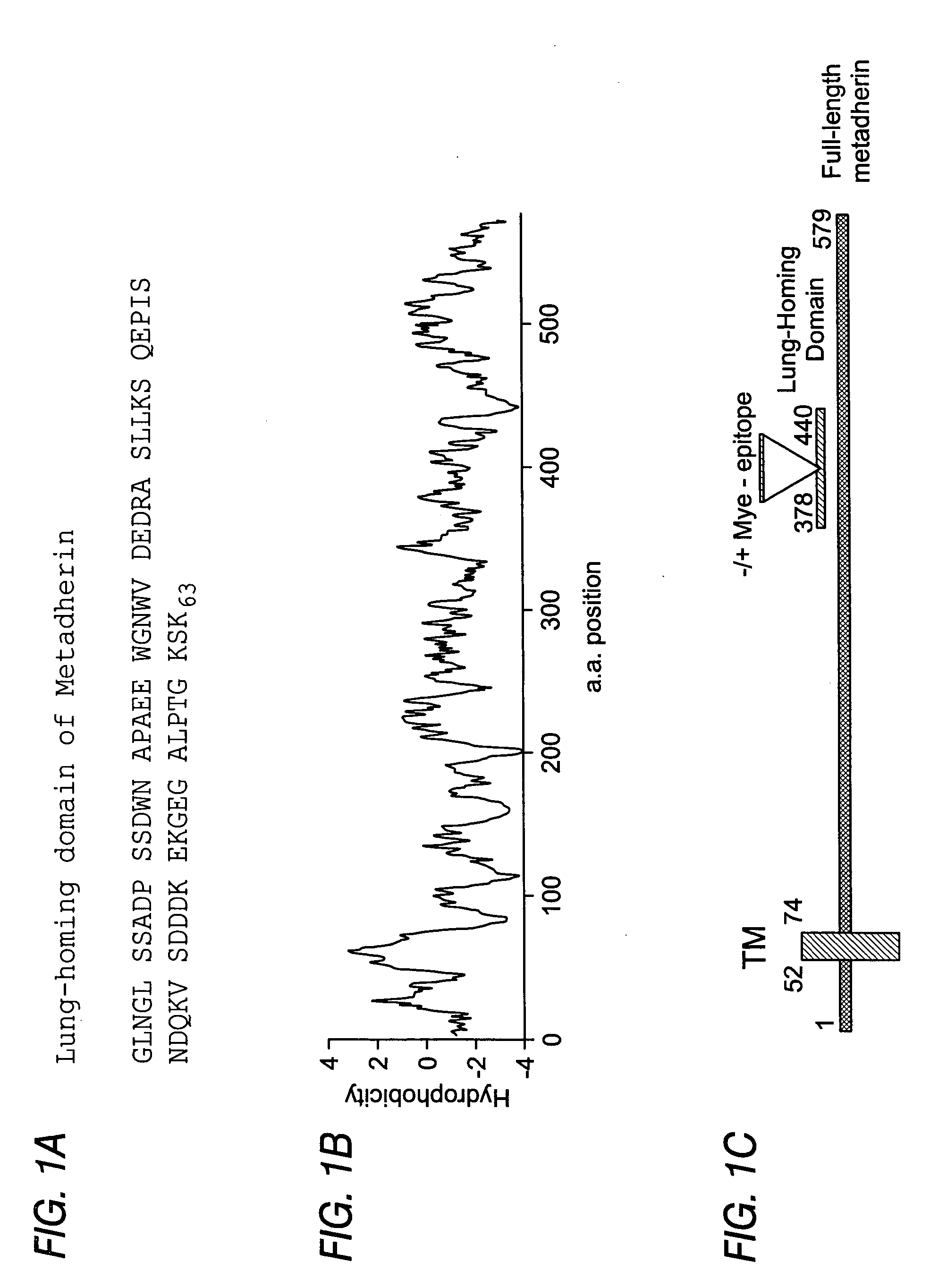 Metadherin polypeptides, encoding nucleic acids and methods of use