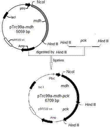 Method for constructing genetically engineered Escherichia coli using xylose metabolism to produce succinate