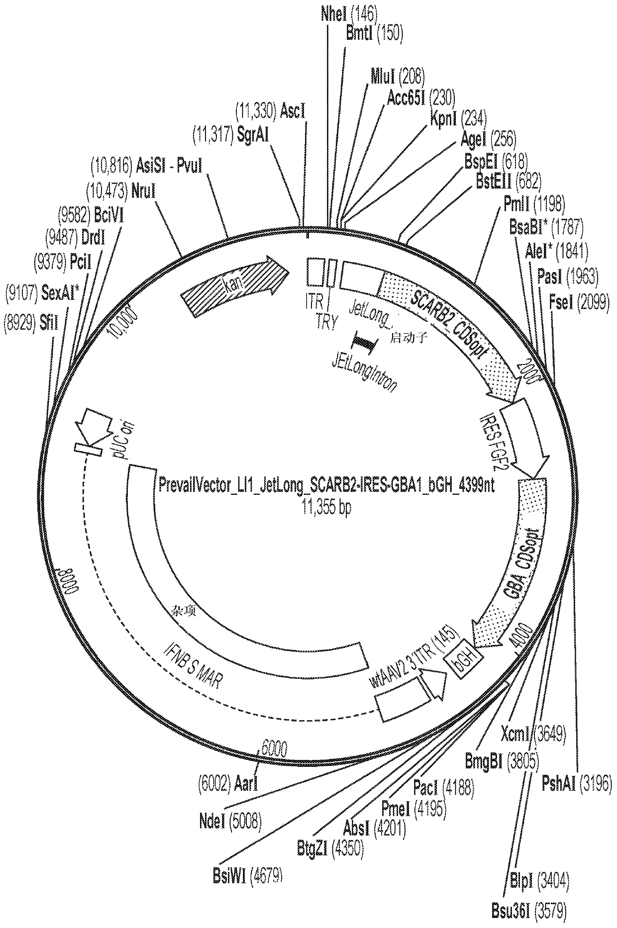 Gene therapies for lysosomal disorders