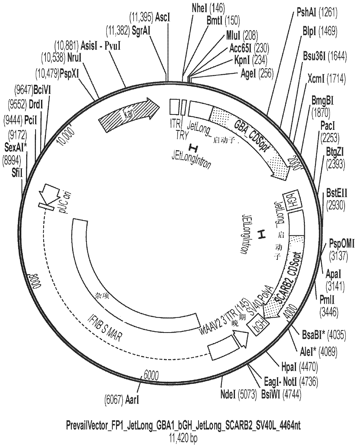 Gene therapies for lysosomal disorders