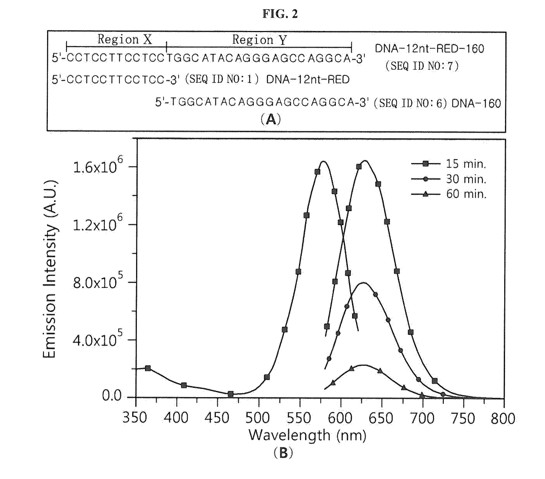 Silver nanocluster probe and target polynucleotide detection method using same, and silver nanocluster probe design method