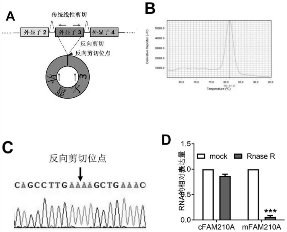 Application of cFAM210A in preparation of kit and drug for liver cancer diagnosis or postoperative prediction