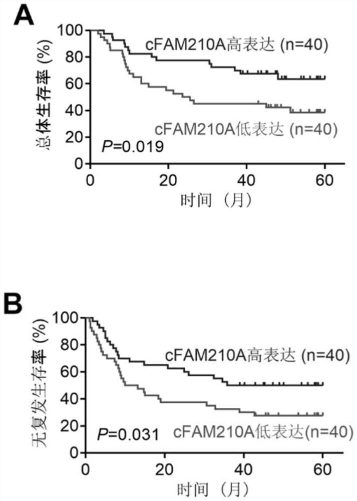 Application of cFAM210A in preparation of kit and drug for liver cancer diagnosis or postoperative prediction